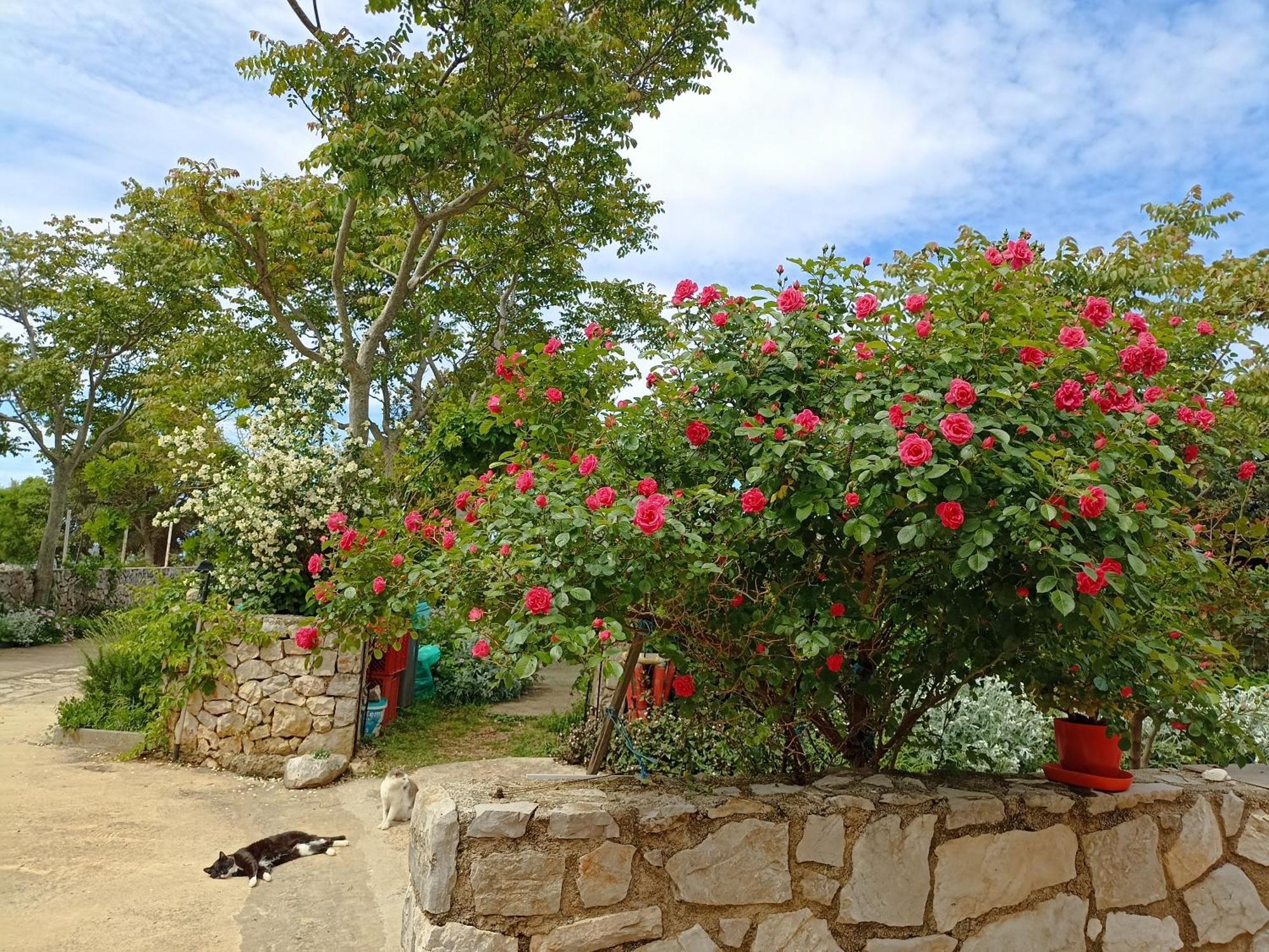 App Bonic Apartment Veli Losinj Exterior photo